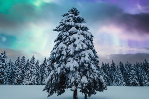 Nature's Dance: Aurora