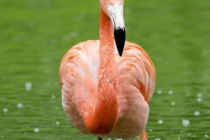 Flamingo Mysteries