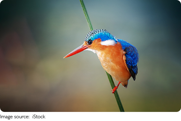 Segredos do martim-pescador