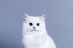Load failed