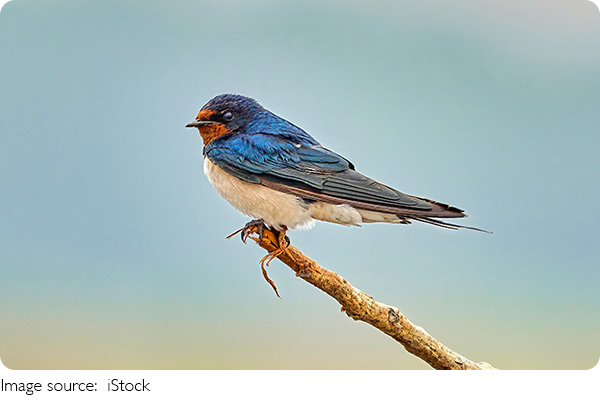 Mastering the Wind in Flight