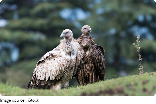 Hope for Wild Species