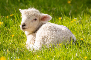 Sheep Intelligence Revealed
