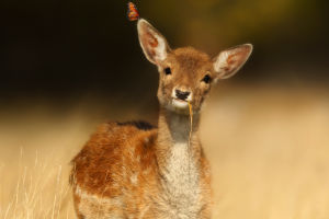 Nara Park Deer DNA