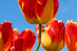 Tulip Colors