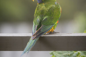 Parrot Language Secrets