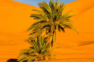 Desert Water Strategies