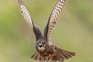 Owls' Head Rotation