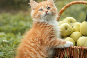 Egyptian Cat's Sacred Status