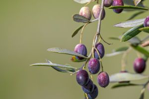 Olive Odyssey