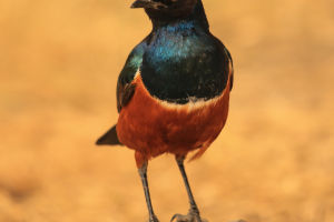 Bird Origins Explored