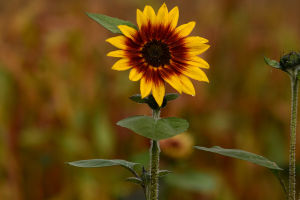 The Golden Glow