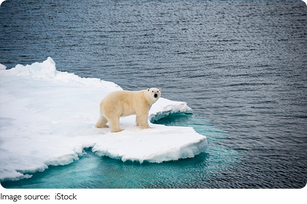 Polar Bears’ Icy Fur Secrets