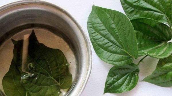 Rebusan daun sirih untuk asam lambung