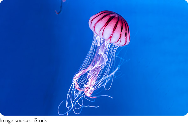 Sea Jelly Stories