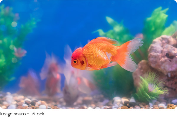 Fish Smile