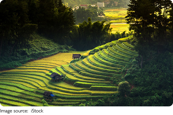 Wisata Mù Cang Chải