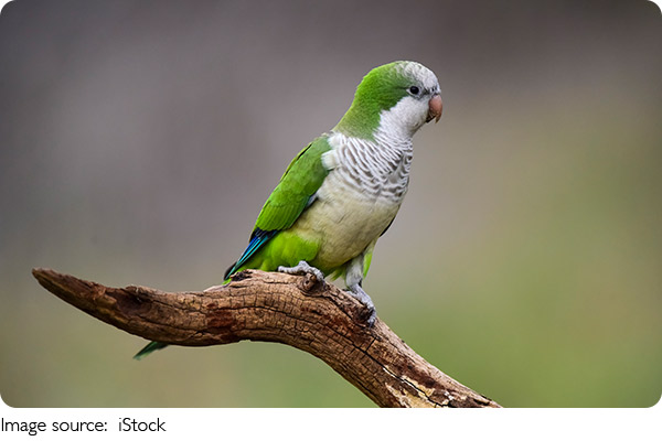 Parrot Buying Tips