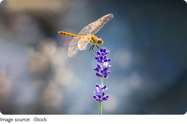 Apprendre en nature