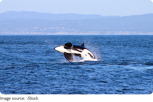 Whale Song Secrets
