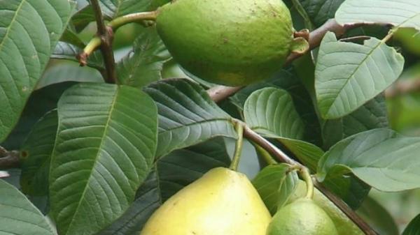 Daun Jambu Biji