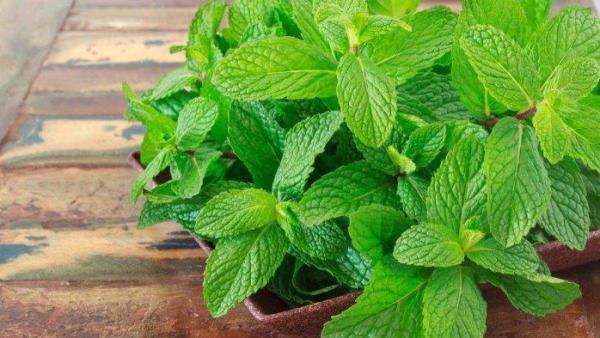 Peppermint membantu meningkatkan pertumbuhan rambut