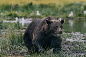 Wilderness Safety Tips
