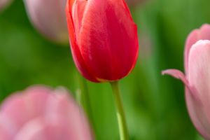 Floral Frenzy