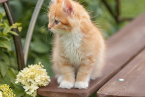 Purr-fect Partners