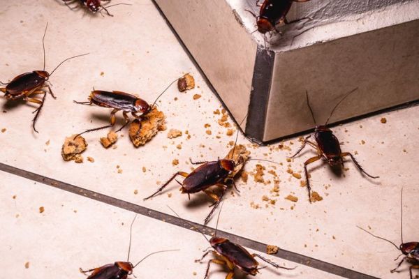 Cara mengusir kecoak dengan bahan alami