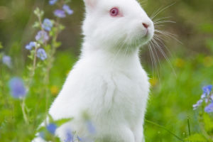 Rabbit Misconceptions