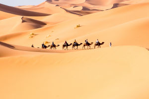 Desert Ecosystem Dynamics