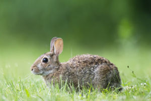 Rabbits Characteristics
