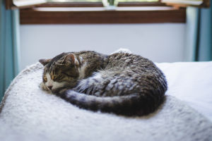 Cat Wake-Up Calls