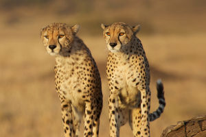 Why Leopards Hide the Food