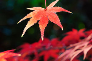 Land of Maple Leaves