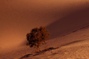 Lost in Desert Survival