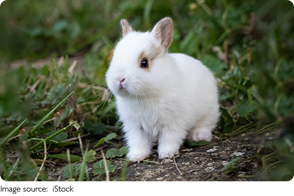 Rabbit Veggie Guide