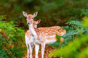 Six Unique Deer Species