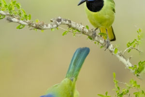 Why Birds Lack Teeth