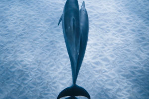 Dancing Angels of the Sea