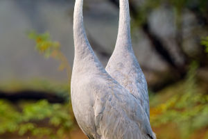 Tallest Flying Bird