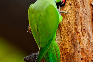 The Special Parakeet