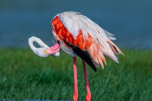 Flamingo Breeding Behavior