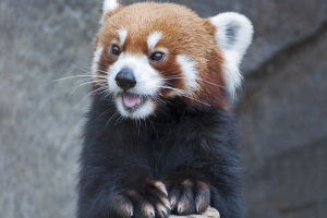 Red Panda Conservation