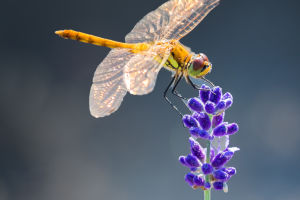 Beauty and Grace in Flight