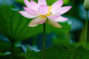 Nature's Masterpiece