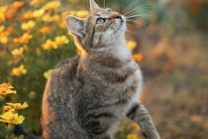5 Scents Cats Avoid