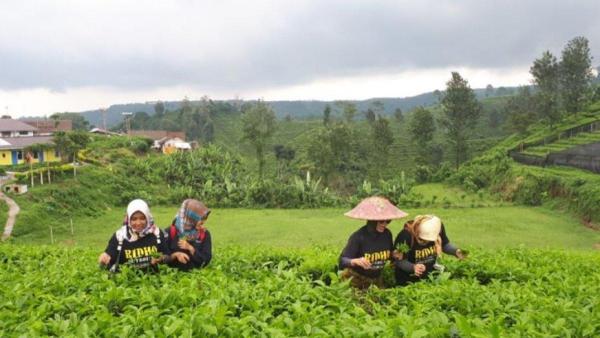 Kebun Teh Andung Biru, tempat wisata yang lagi hits di Probolinggo.