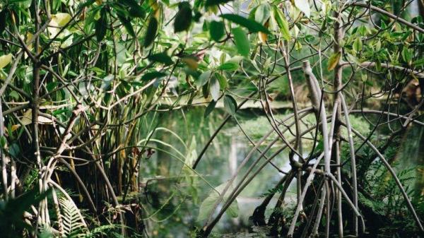 Ilustrasi mangrove.